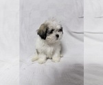 Small Photo #1 Mal-Shi Puppy For Sale in NAPLES, FL, USA