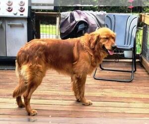 Father of the Golden Retriever puppies born on 04/17/2025