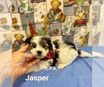 Image preview for Ad Listing. Nickname: Tiny Jasper