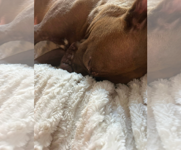 Medium Photo #3 American Pit Bull Terrier-Unknown Mix Puppy For Sale in Chandler, AZ, USA