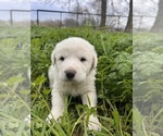 Puppy Reed Great Pyrenees