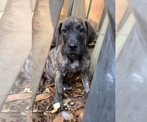 Great Dane Puppy for sale in COTTAGEVILLE, SC, USA