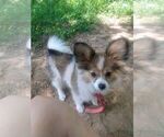 Small Photo #4 Papillon Puppy For Sale in OLA, AR, USA
