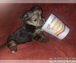 Small Photo #26 Yorkshire Terrier Puppy For Sale in AKRON, OH, USA