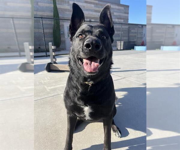 Medium Photo #2 Mutt Puppy For Sale in Elk Grove, CA, USA