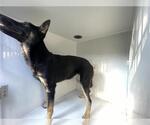Small German Shepherd Dog