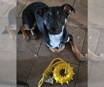 Small Labrador Retriever Mix