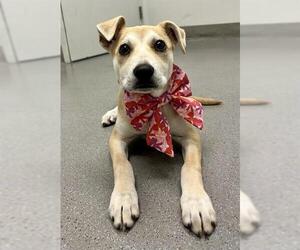 Labrador Retriever-Unknown Mix Dogs for adoption in San Francisco, CA, USA