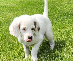 Medium English Setter