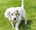 Puppy Jazzy English Setter