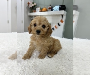 Goldendoodle (Miniature) Puppy for sale in INDIANAPOLIS, IN, USA