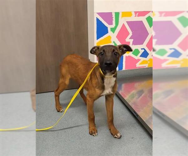 Medium Photo #1 Mutt Puppy For Sale in Baytown, TX, USA