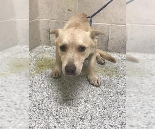 Medium Photo #1 Pembroke Welsh Corgi-Unknown Mix Puppy For Sale in Conroe, TX, USA