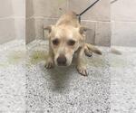 Small Pembroke Welsh Corgi Mix