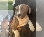 Small #6 American Pit Bull Terrier