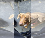 Small #3 Dachshund Mix
