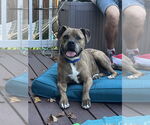 Small #6 American Staffordshire Terrier-Labrador Retriever Mix