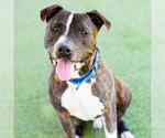 Small #1 American Pit Bull Terrier