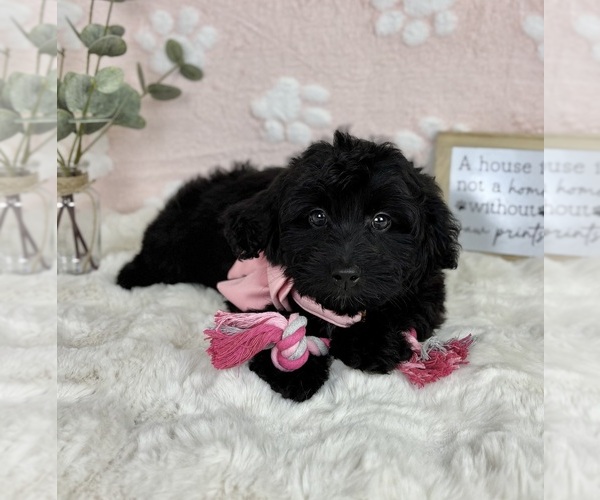 Medium Photo #4 Bernedoodle (Miniature) Puppy For Sale in NOBLESVILLE, IN, USA