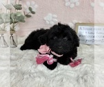 Small #3 Bernedoodle (Miniature)