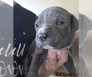 American Bully-Cane Corso Mix Puppy for sale in CHICORA, PA, USA