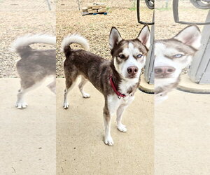 Atlas - Male Siberian Husky Dog for Adoption - Photo #2