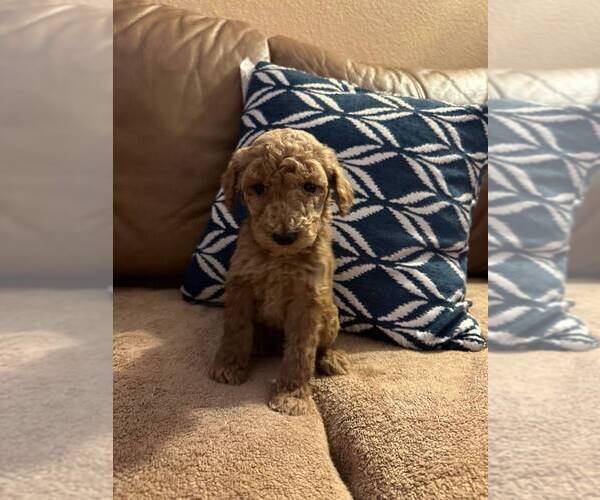 Medium Photo #1 Poodle (Standard) Puppy For Sale in POMONA, CA, USA