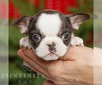 Small #1 French Bulldog