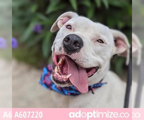 Medium Photo #1 American Staffordshire Terrier Puppy For Sale in San Antonio, TX, USA