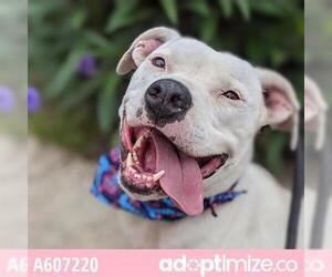 American Staffordshire Terrier Dogs for adoption in San Antonio, TX, USA