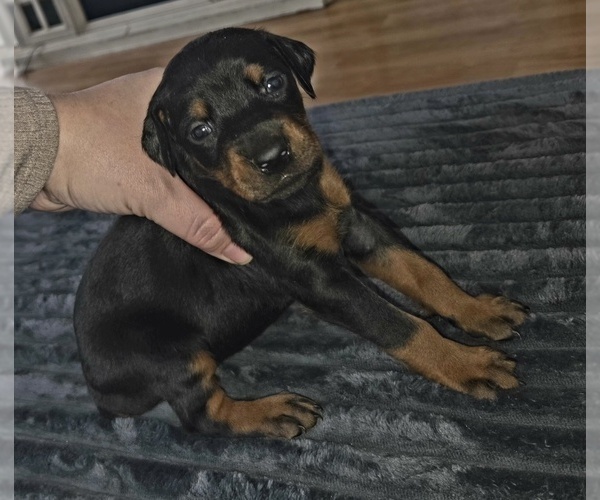 Medium Photo #1 Doberman Pinscher Puppy For Sale in CORBIN, KY, USA