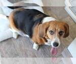 Small Photo #1 Bagle Hound Puppy For Sale in NAPLES, FL, USA