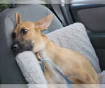 Small #2 Chiweenie