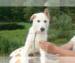 Small #1 German Shepherd Dog