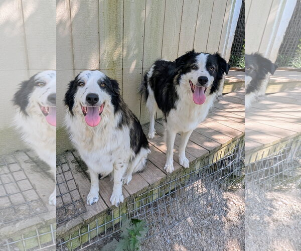 Medium Photo #2 Great Pyrenees Puppy For Sale in Green Forest, AR, USA