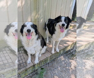Joker & Jedi - Male Great Pyrenees Dog for Adoption - Photo #2