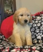 Small Photo #8 Goldendoodle Puppy For Sale in EAST ELLIJAY, GA, USA