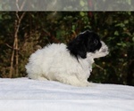 Small #34 ShihPoo