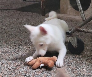 Shiba Inu Puppy for sale in NORTH MIAMI BEACH, FL, USA