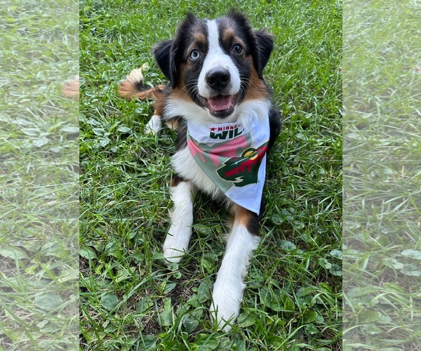Medium Photo #2 Australian Shepherd-Unknown Mix Puppy For Sale in Minneapolis, MN, USA