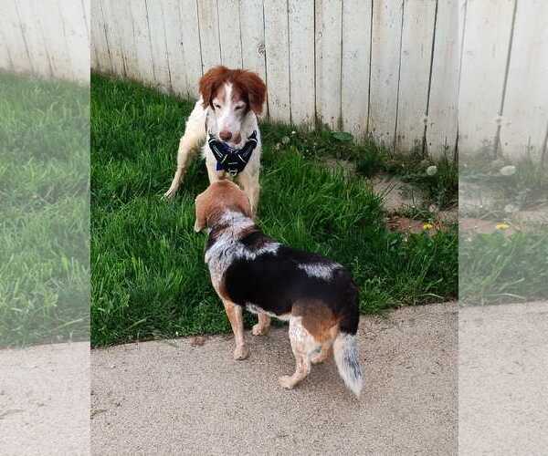 Medium Photo #3 Brittany Puppy For Sale in Curwensville, PA, USA