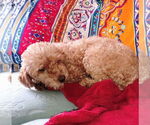 Small #11 Poodle (Miniature)