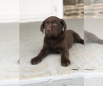 Small #2 Labrador Retriever