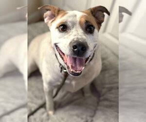 Boochie TX - Female Mutt Dog for Adoption - Photo #16