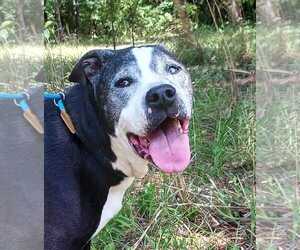 Mutt Dogs for adoption in Crescent City, FL, USA