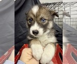 Small #3 Pomsky-Shiba Inu Mix