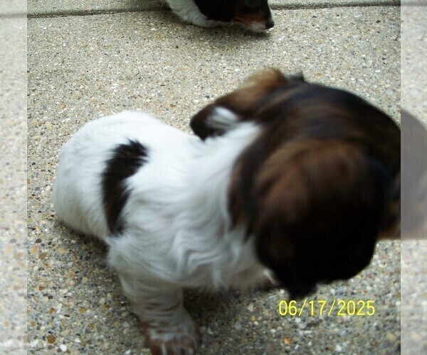 Medium Photo #7 Dachshund Puppy For Sale in MULBERRY GROVE, IL, USA