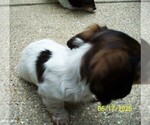 Small #6 Dachshund
