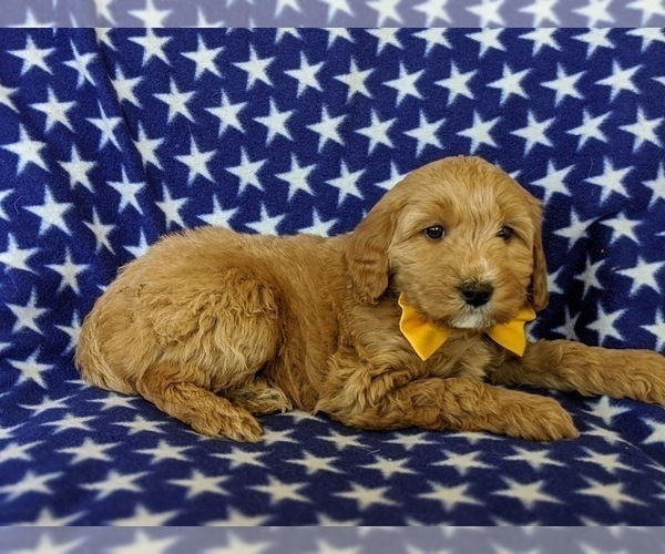 Medium Photo #5 Goldendoodle Puppy For Sale in KIRKWOOD, PA, USA