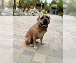Small #3 Bullmastiff